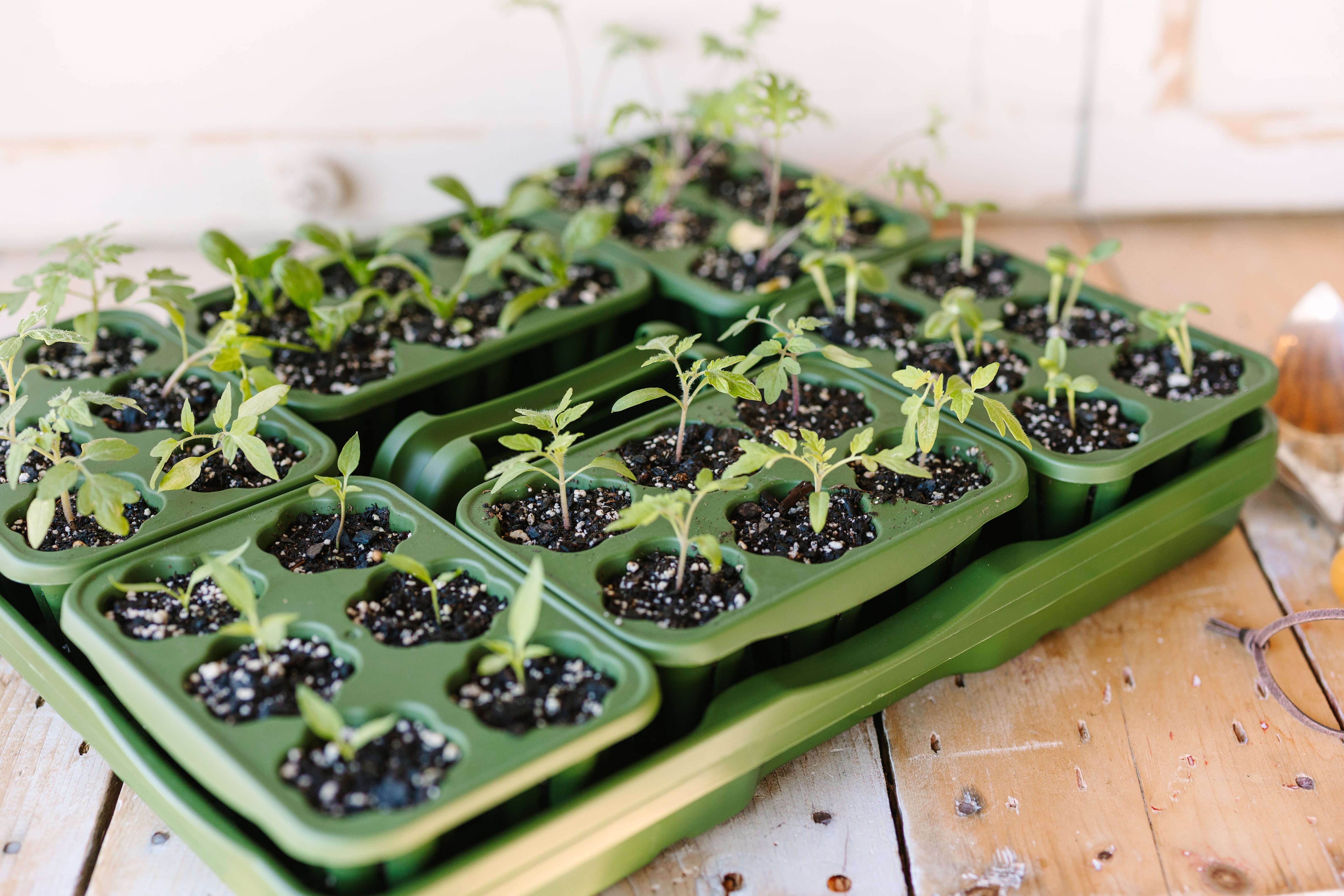 Seed Starter Kit