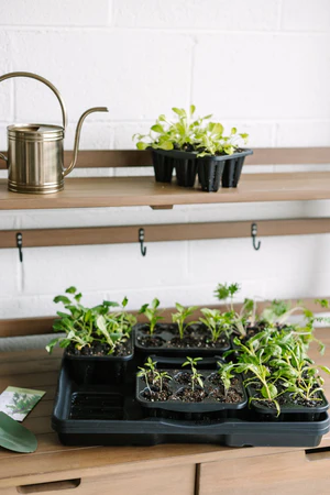 Seed Starter Kit