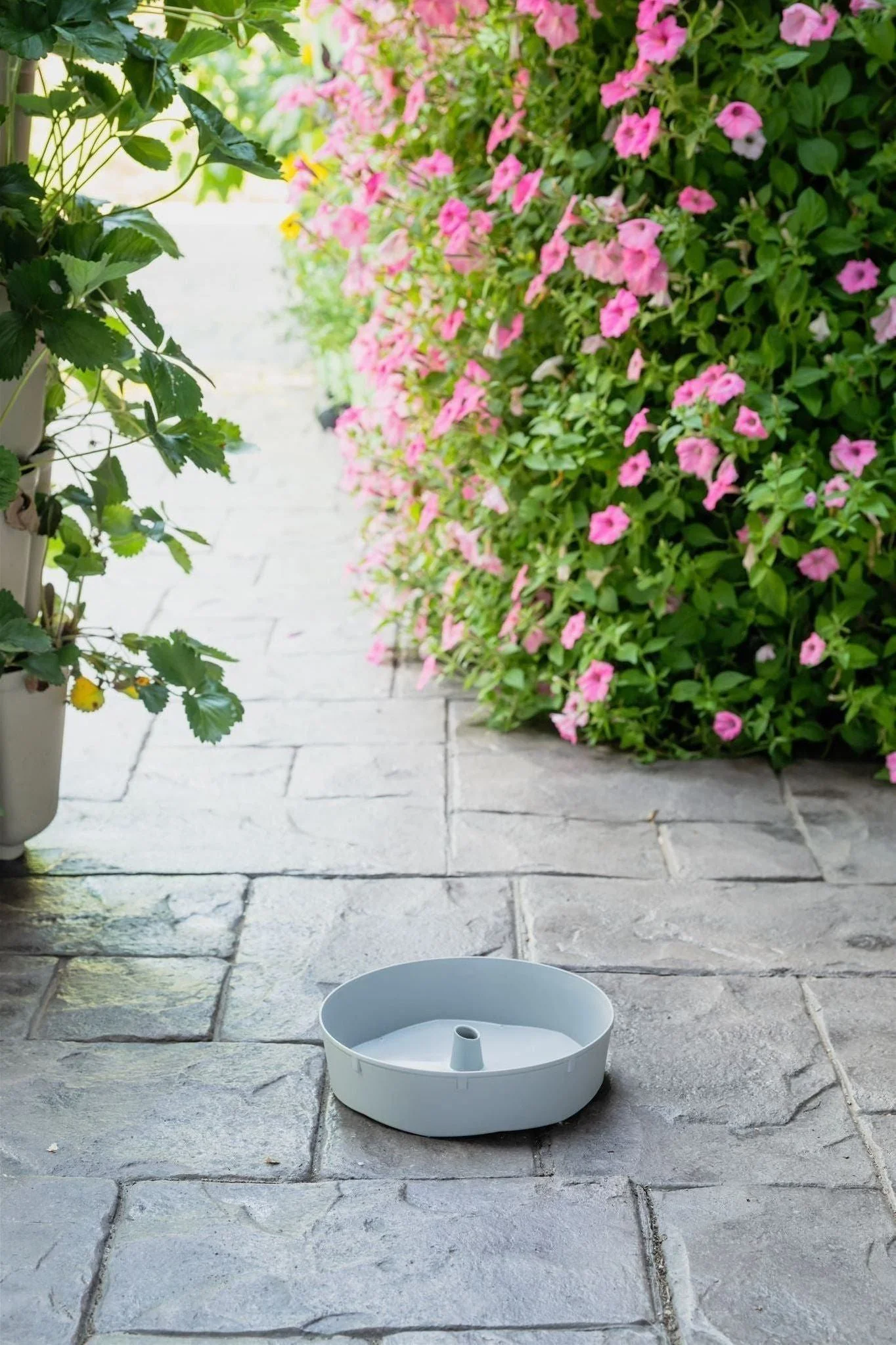 Watering Disc