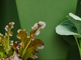 GreenStalk Original Vertical Planter, 5 tier