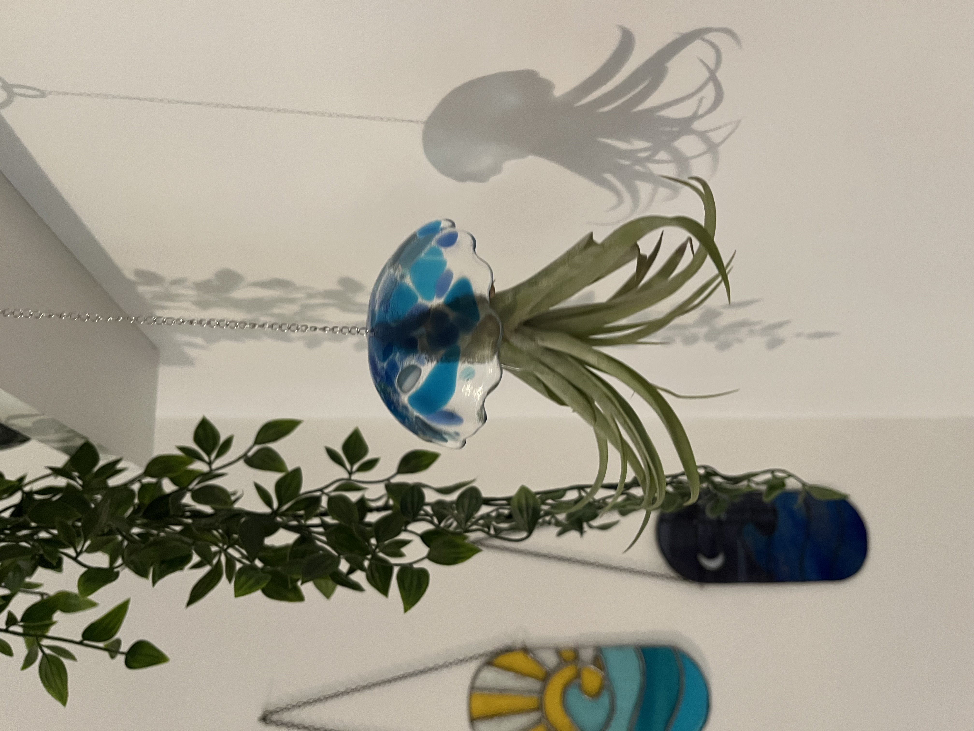 Mini Méduse Tillandsia 