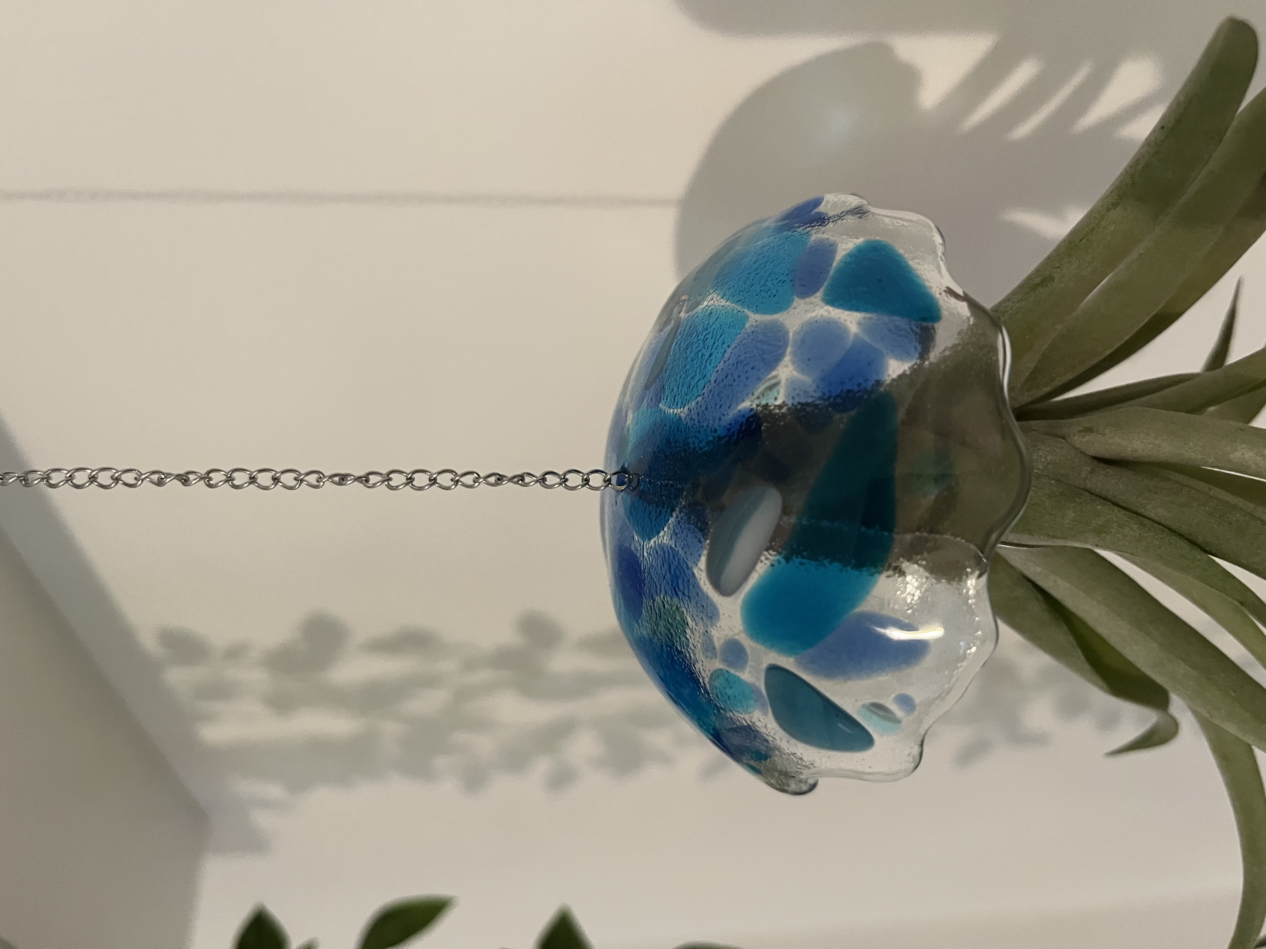 Mini Méduse Tillandsia 