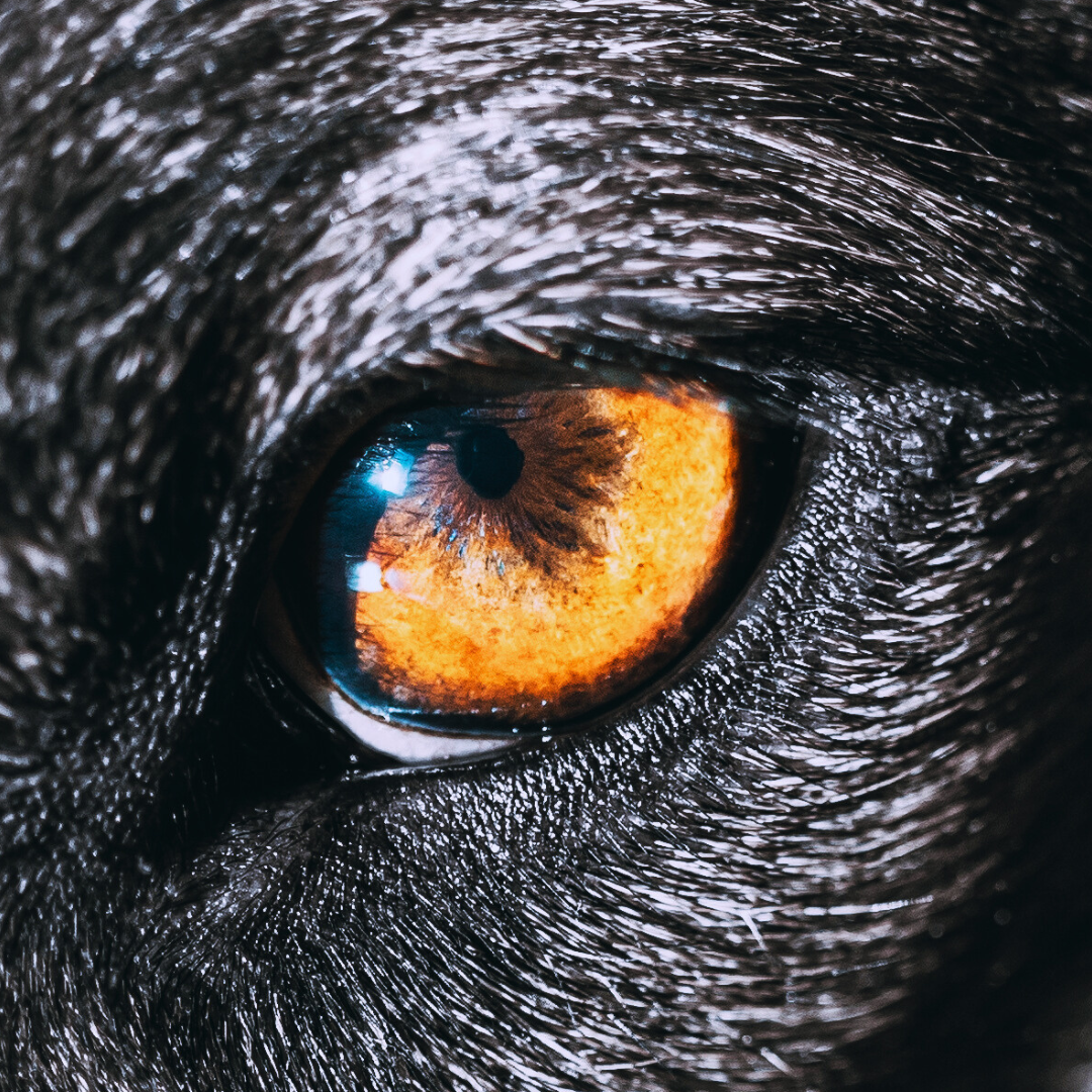 'Journey Through The Dark Forest' Descriptive Writing Study Pack