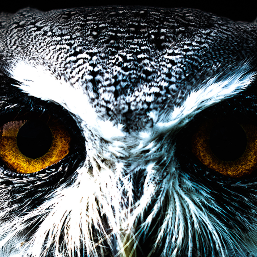 'Journey Through The Dark Forest' Descriptive Writing Study Pack