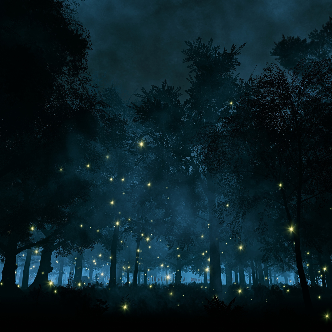 'Journey Through The Dark Forest' Descriptive Writing Study Pack