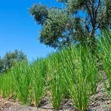 Vetiver Grass