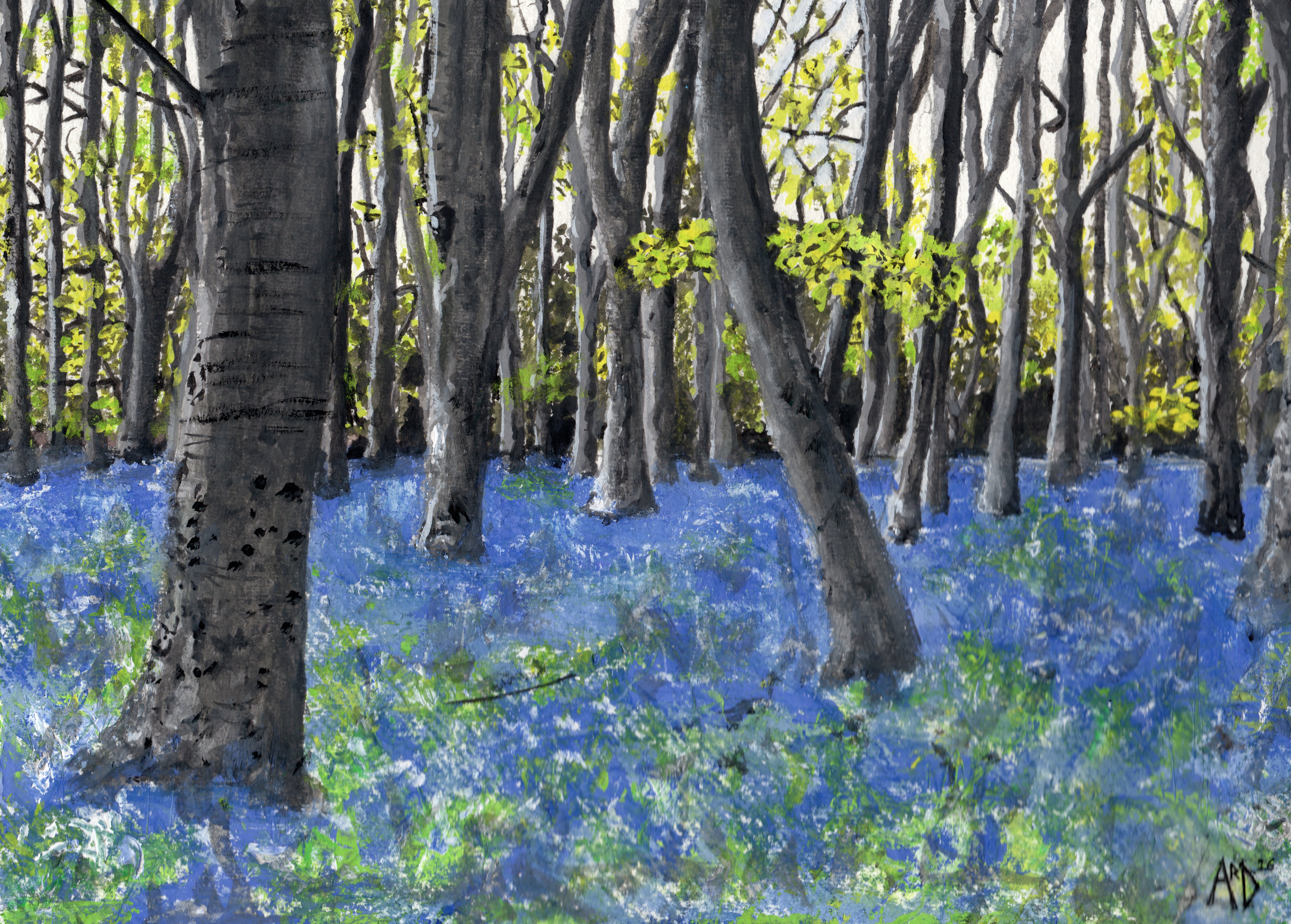 Bluebell Woods
