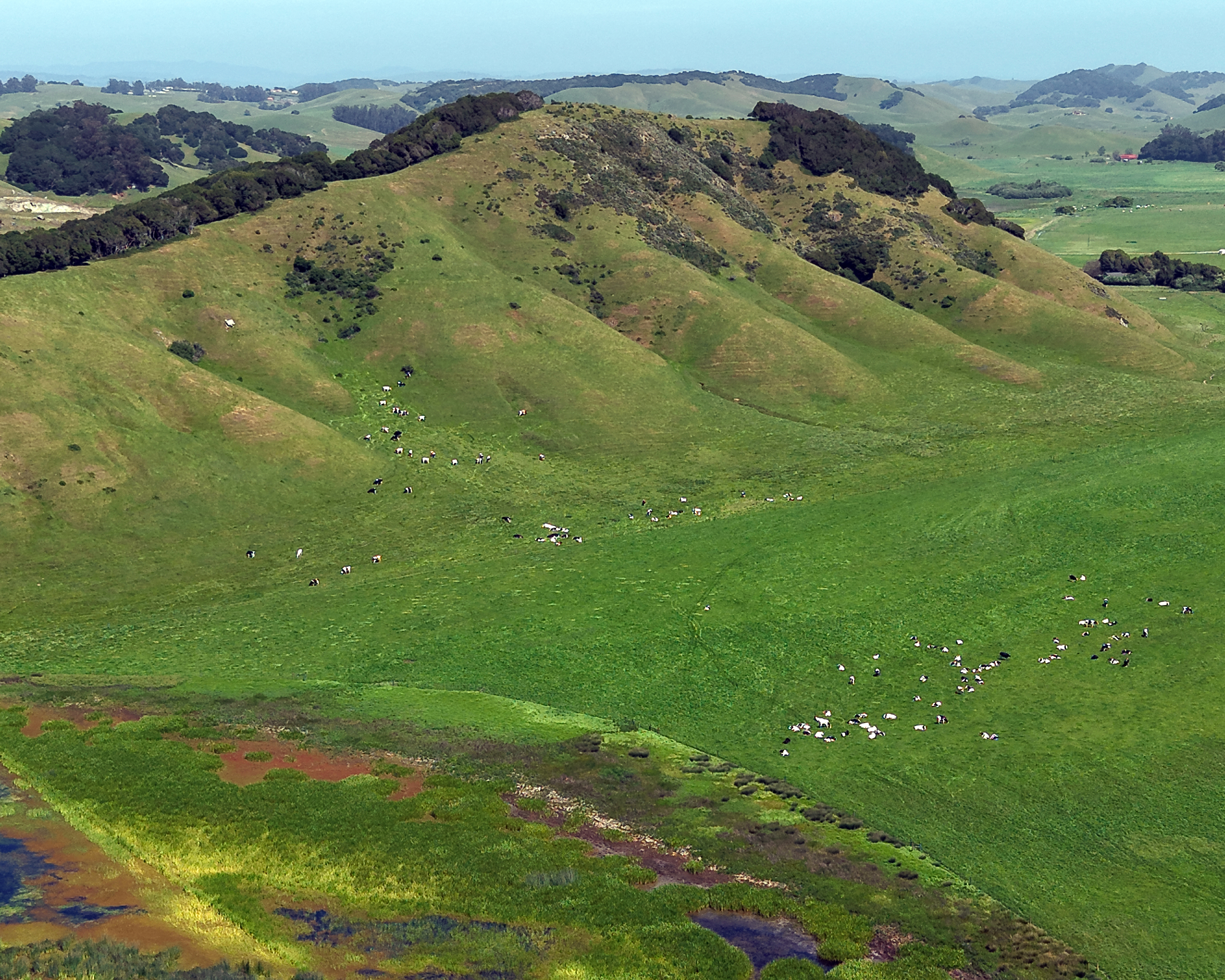 Green Pasture Land with Grazing Cows