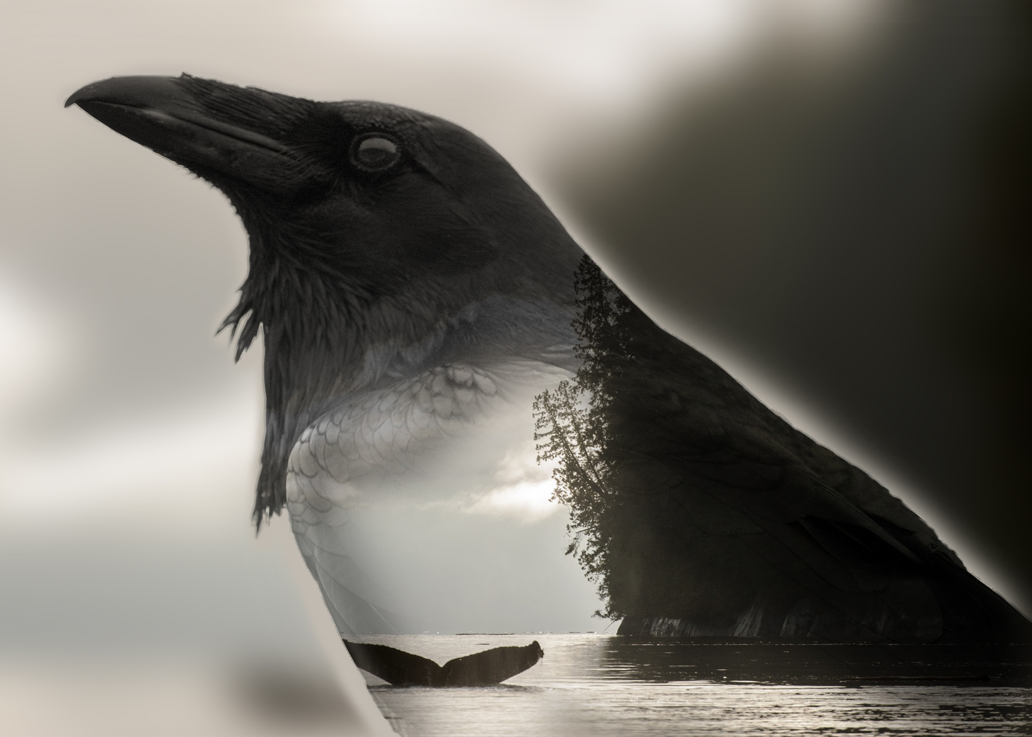 The West Coast Raven