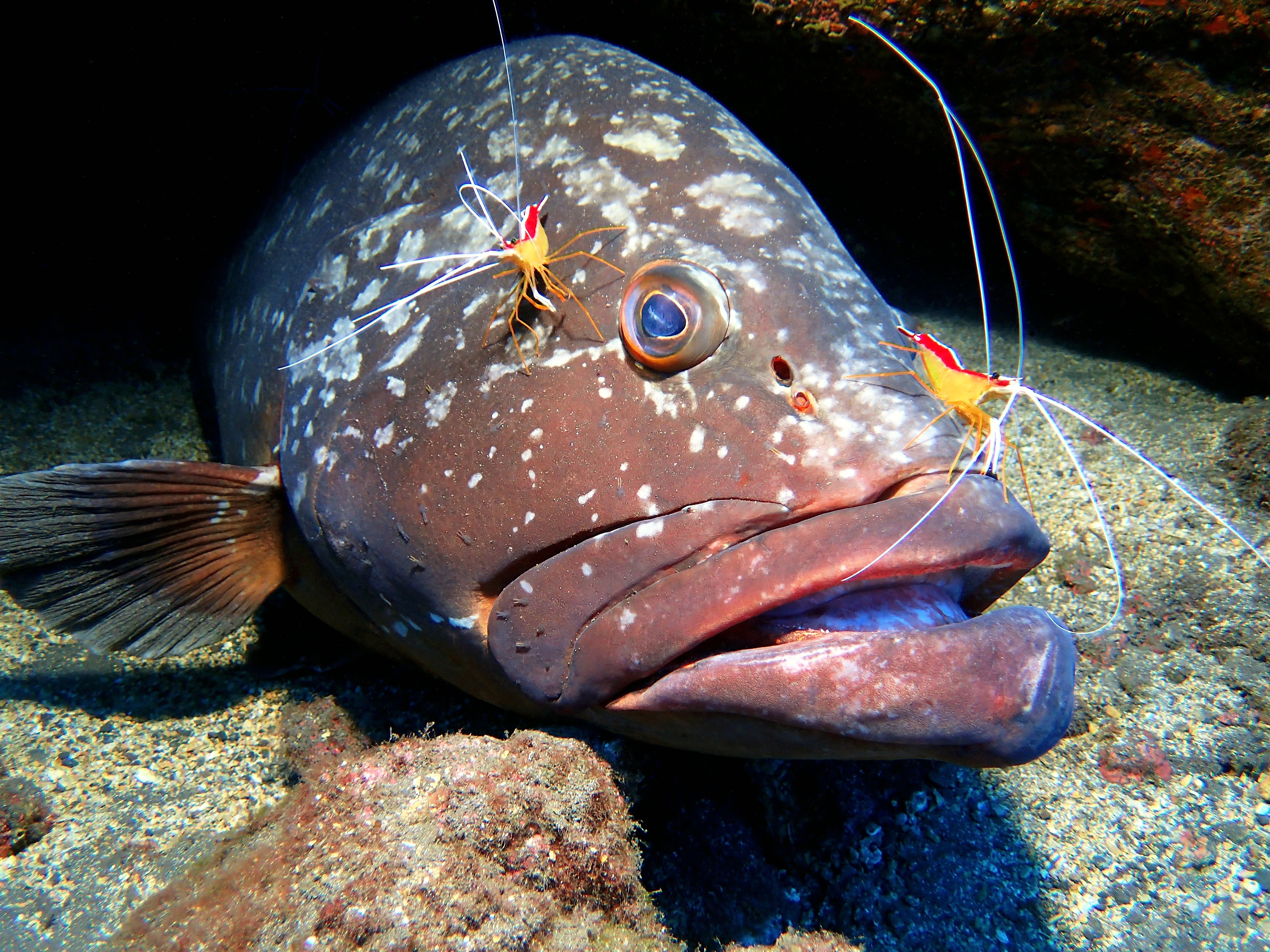 Dive packages