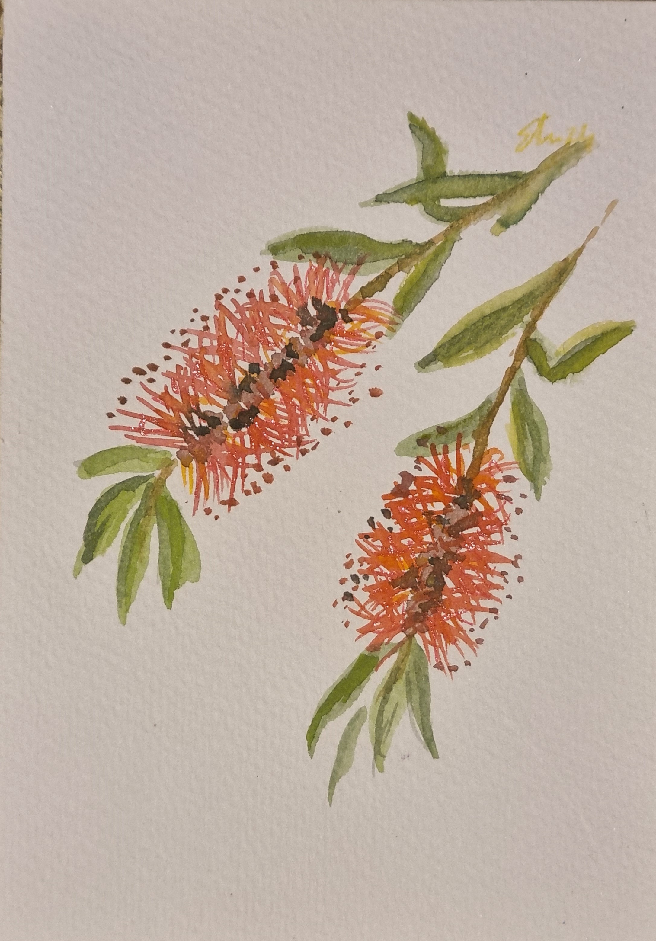 NATIVE FLOWERS - Beginner Watercolour Class