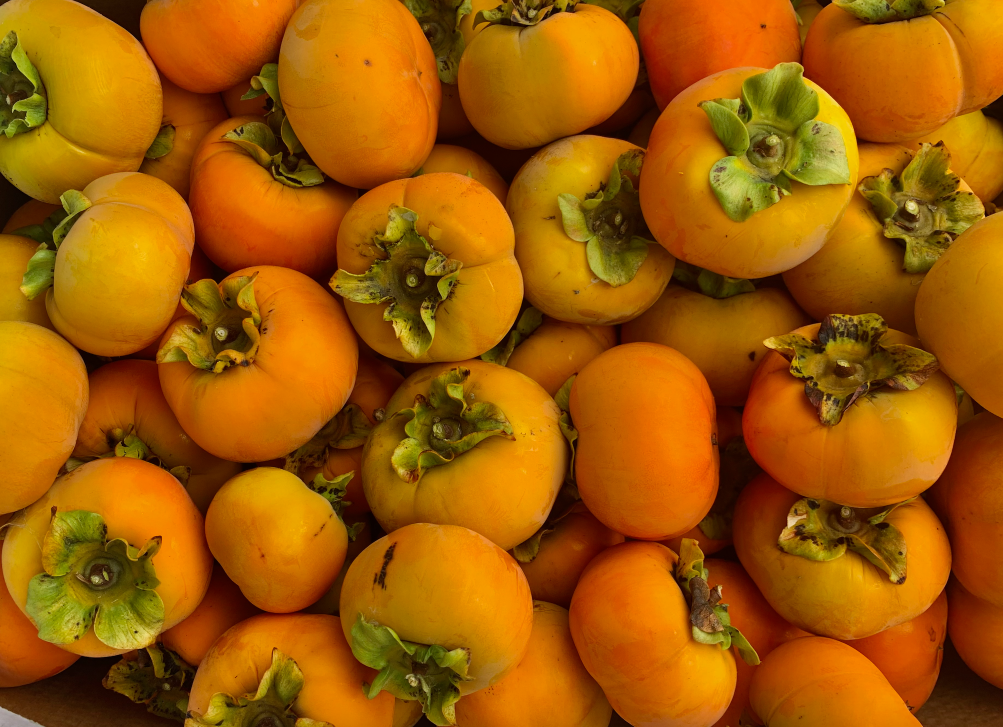 5 Persimmons for 0.5 a piece