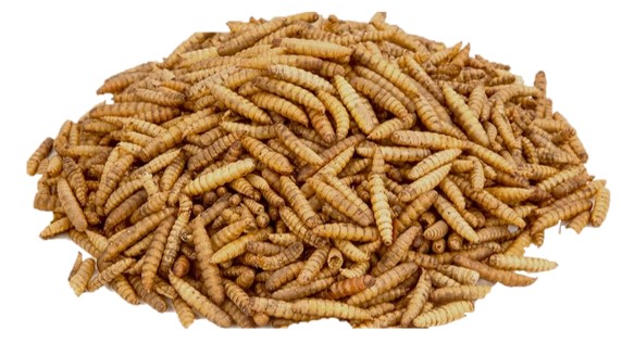 Pet Fly (6 unidades)