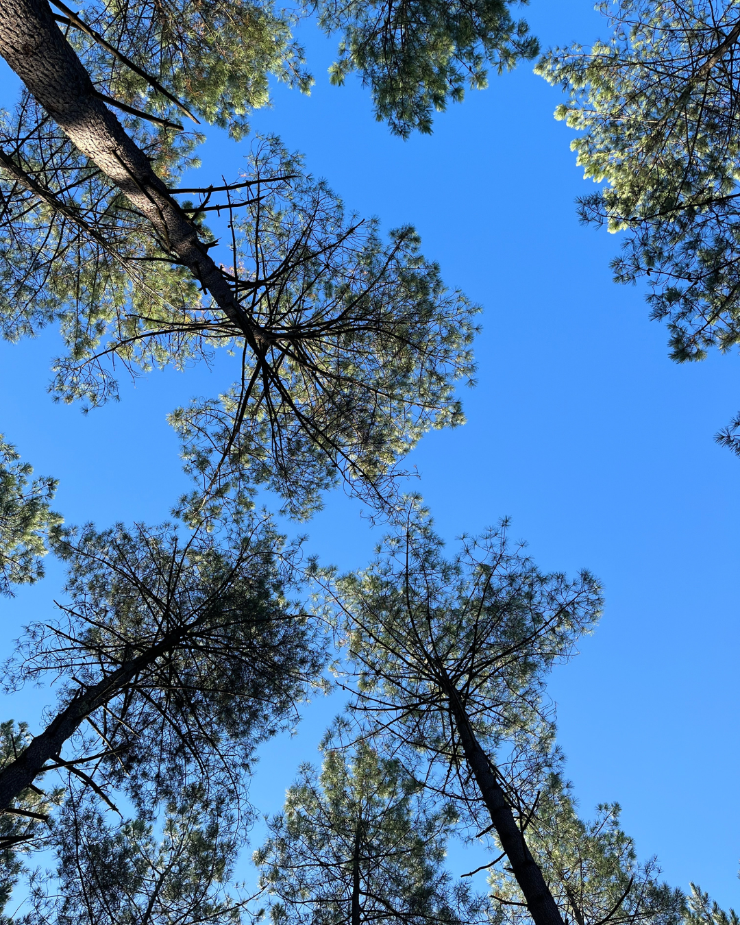 Domaine Torraccia, Cuvée Nivatoli