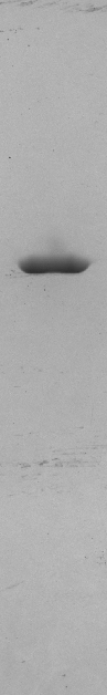 Recombinant gamma actin (ACTG) Recombinant Human Protein