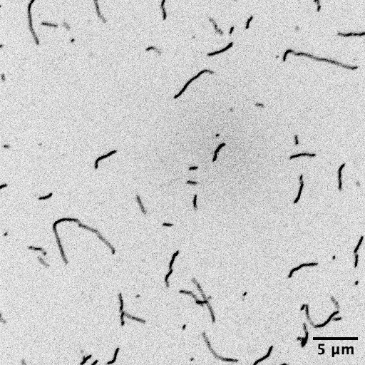 Recombinant beta Actin (ACTB), labelled with Pyrene,  Human Recombinant Protein