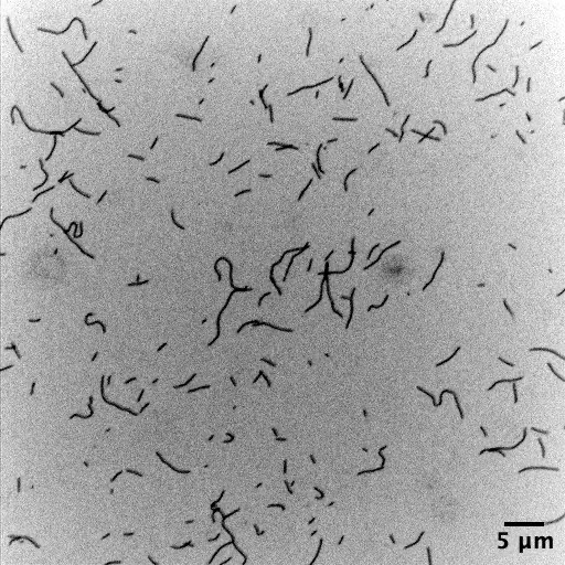 Recombinant gamma actin (ACTG), labelled with Pyrene, Recombinant Human Protein