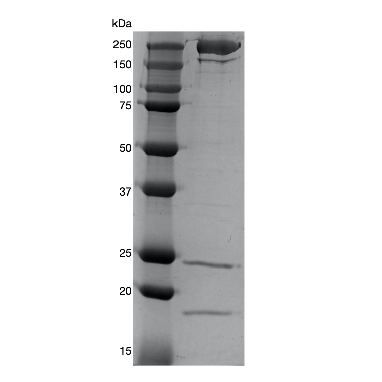 Myosin cardiac, full length, from porcine heart