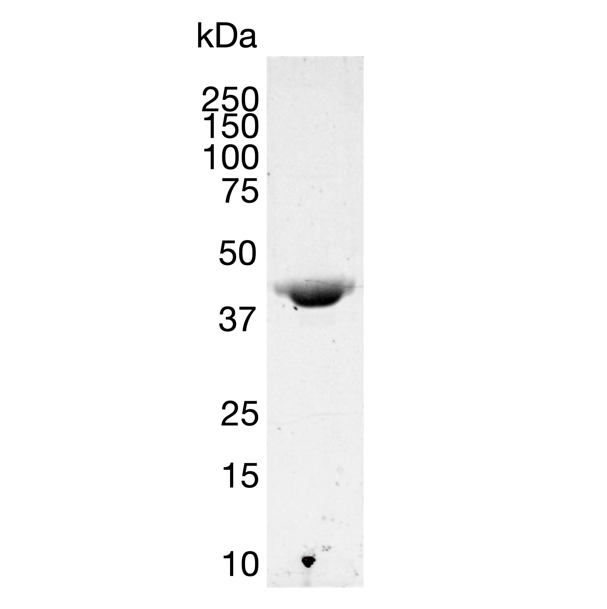 Recombinant beta Actin (ACTB), labelled with Pyrene,  Human Recombinant Protein