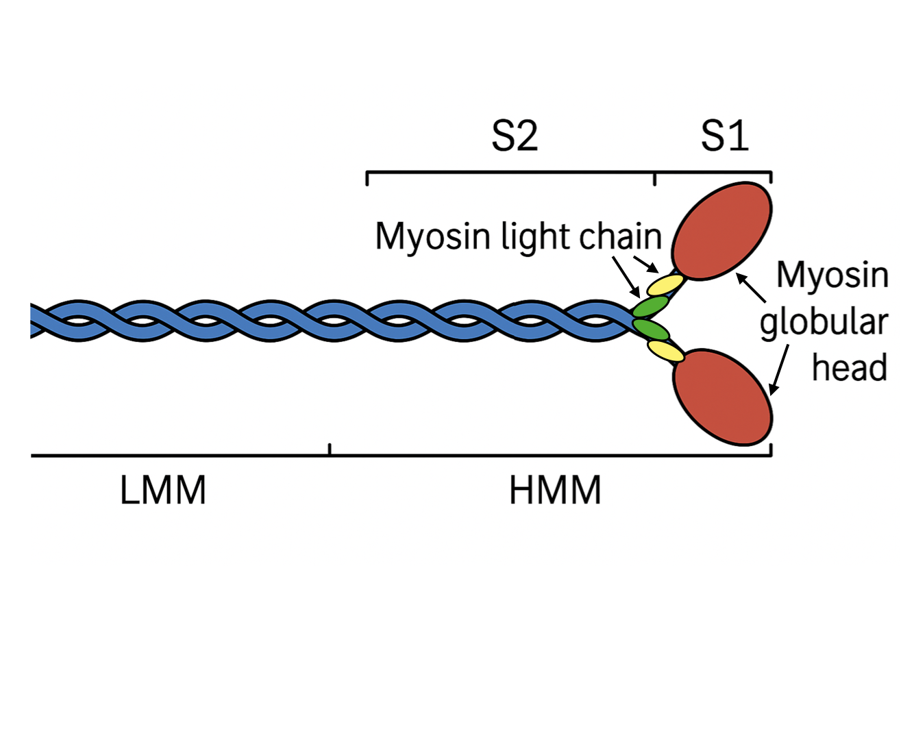Myosin cardiac, full length, from porcine heart
