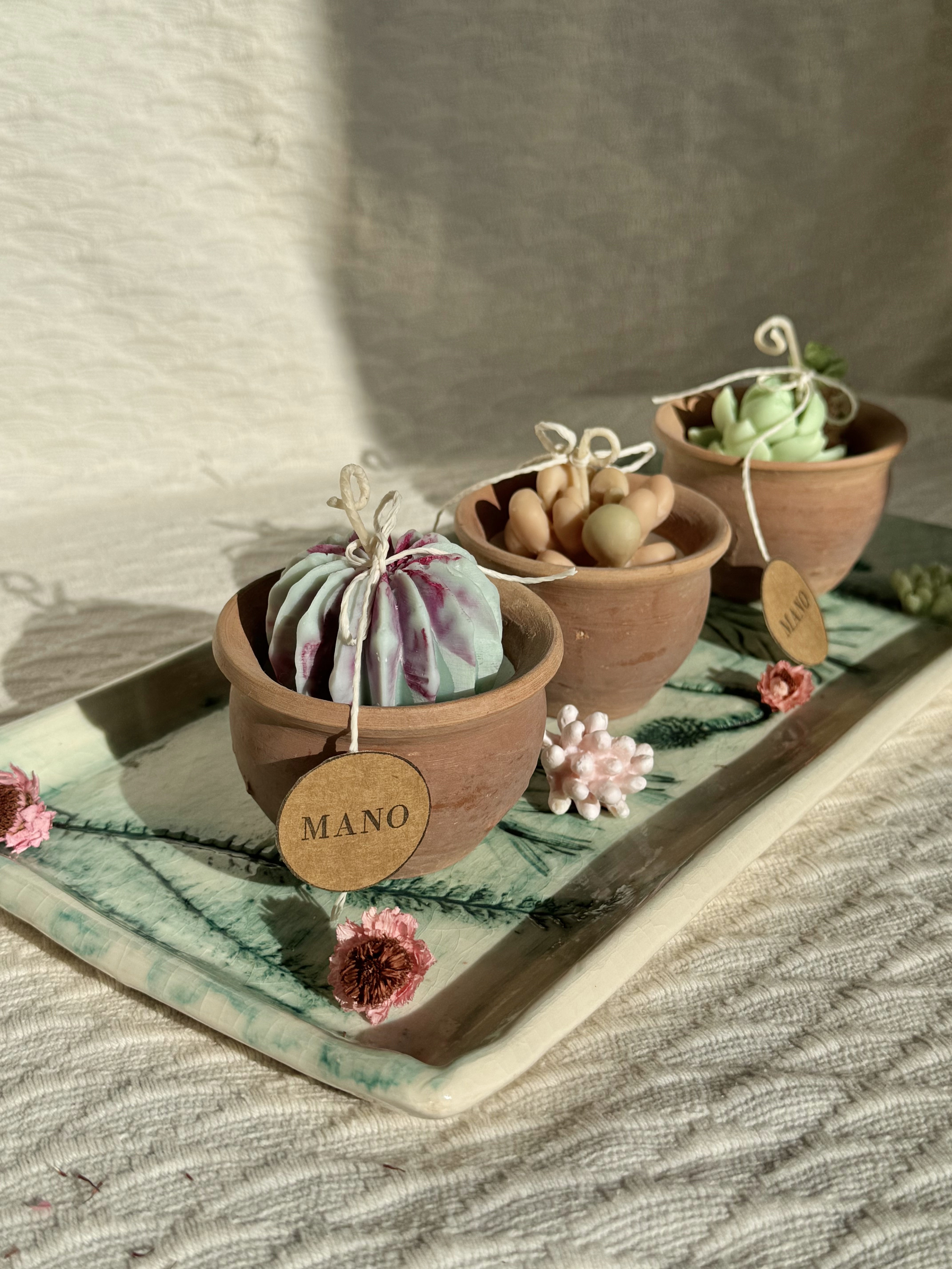 Tinajas MANO cactus y suculentas 