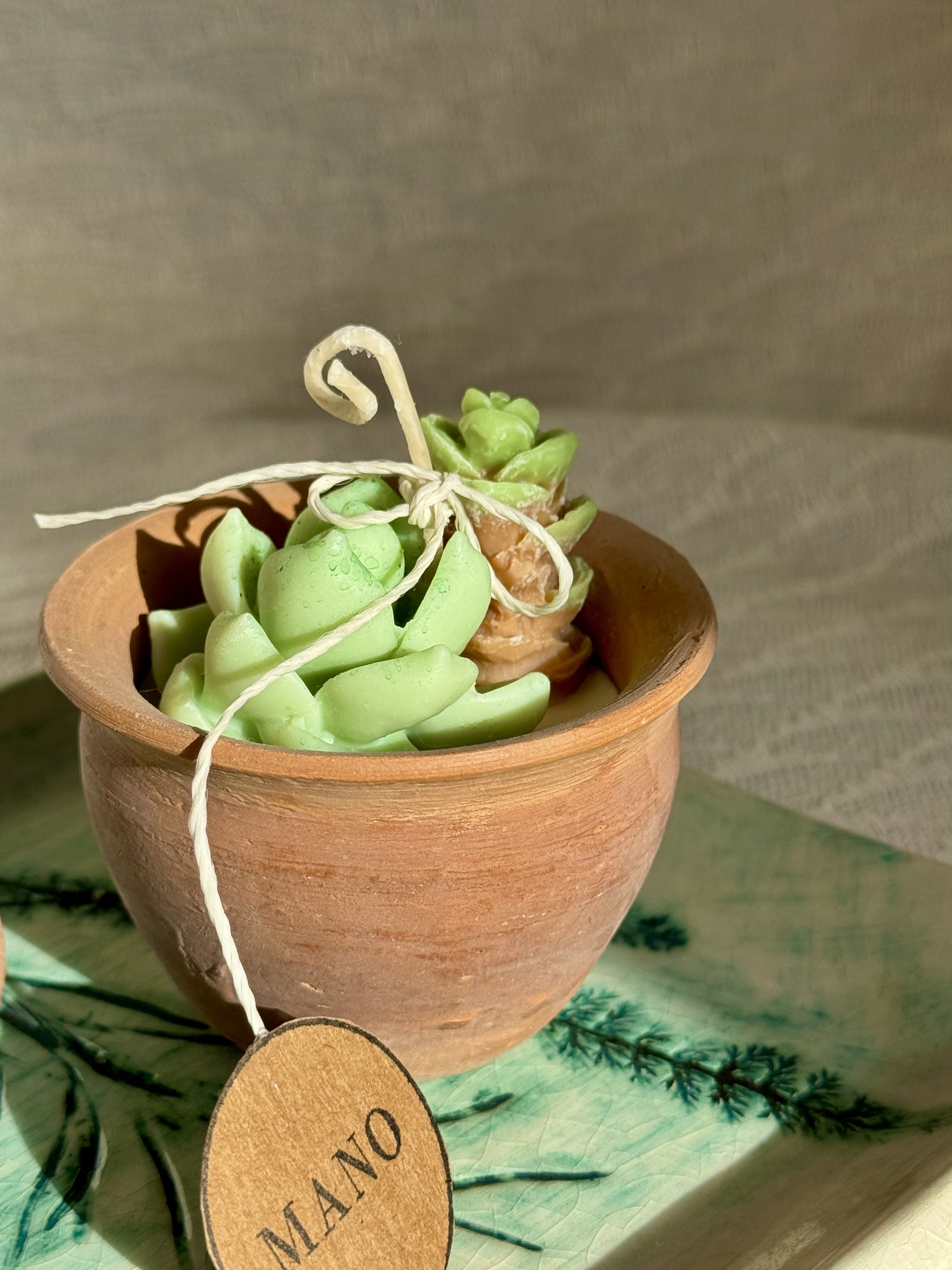 Tinajas MANO cactus y suculentas 