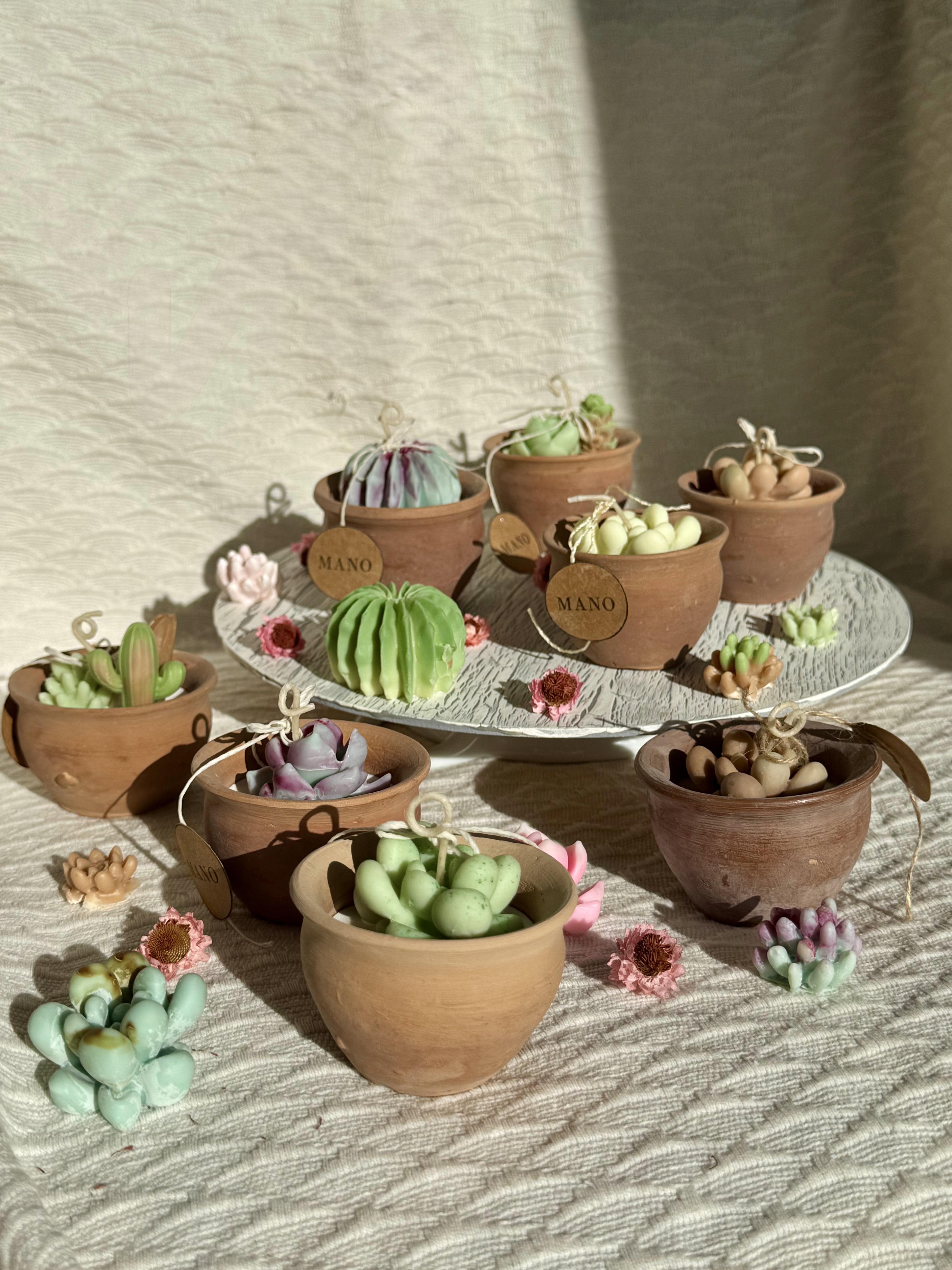 Tinajas MANO cactus y suculentas 