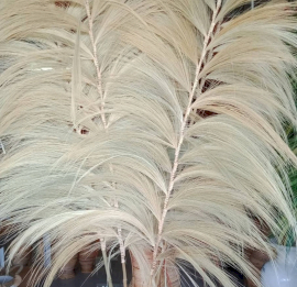 Brin de palmier