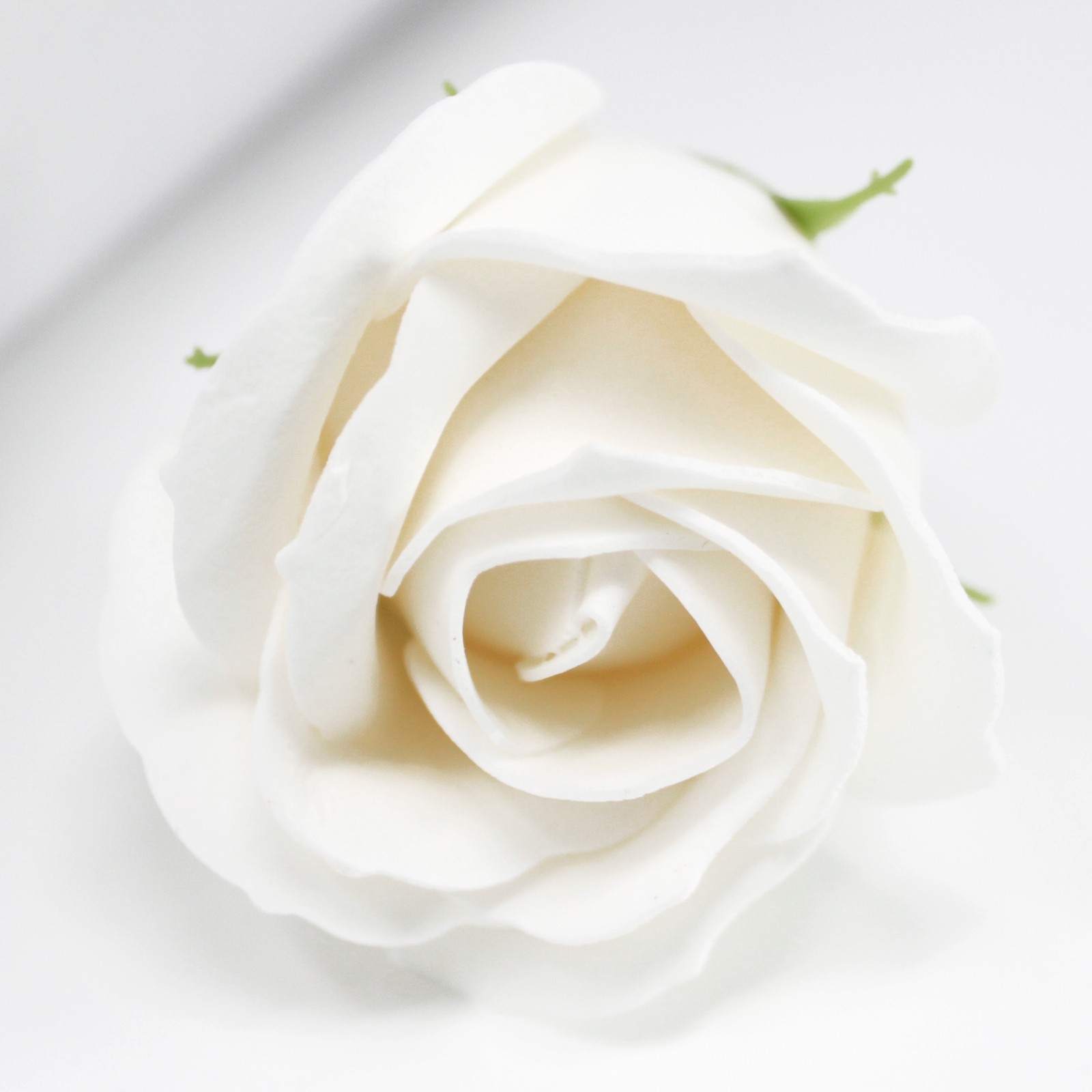 Rose Blanche en Savon - l'intemporel