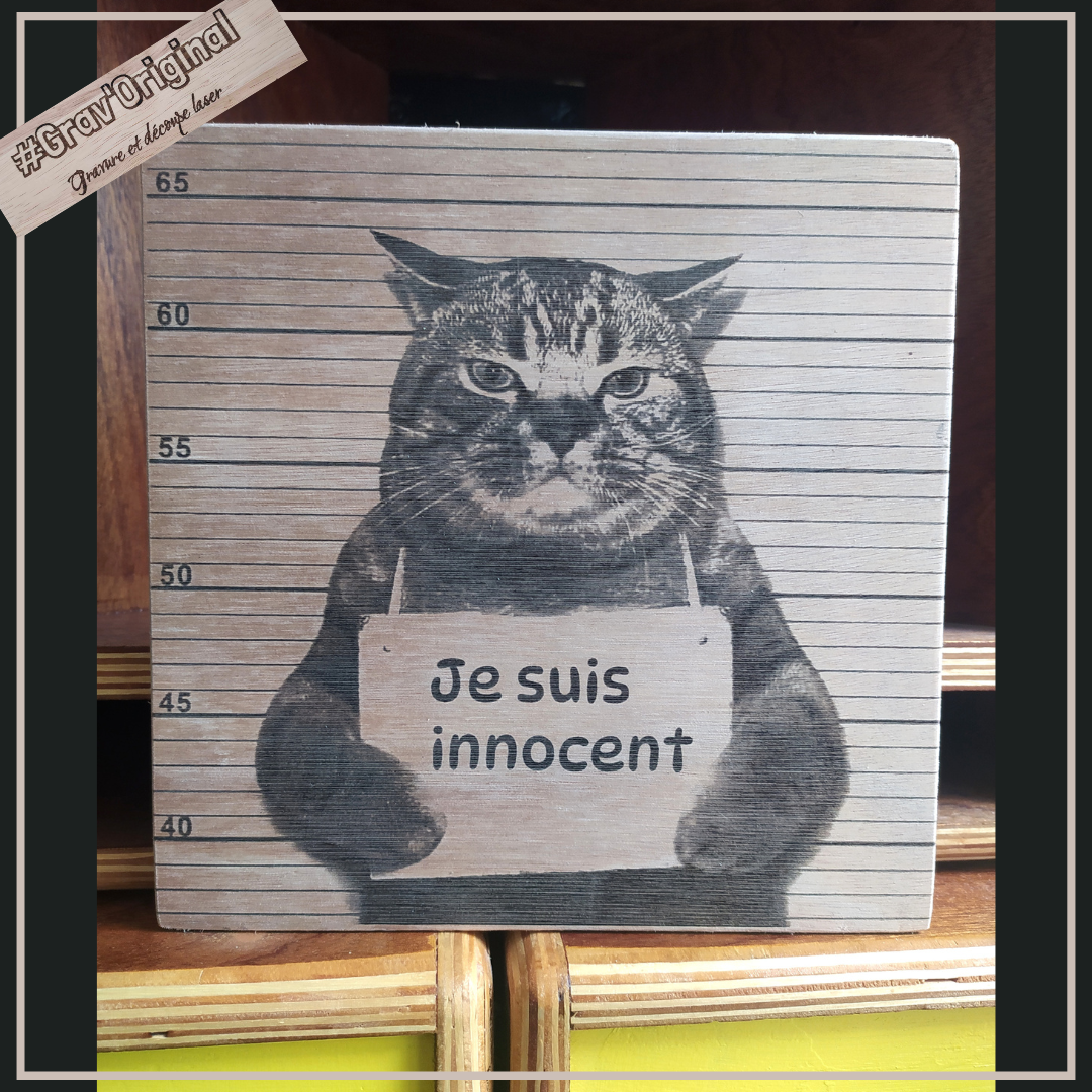 Chat prisonnier