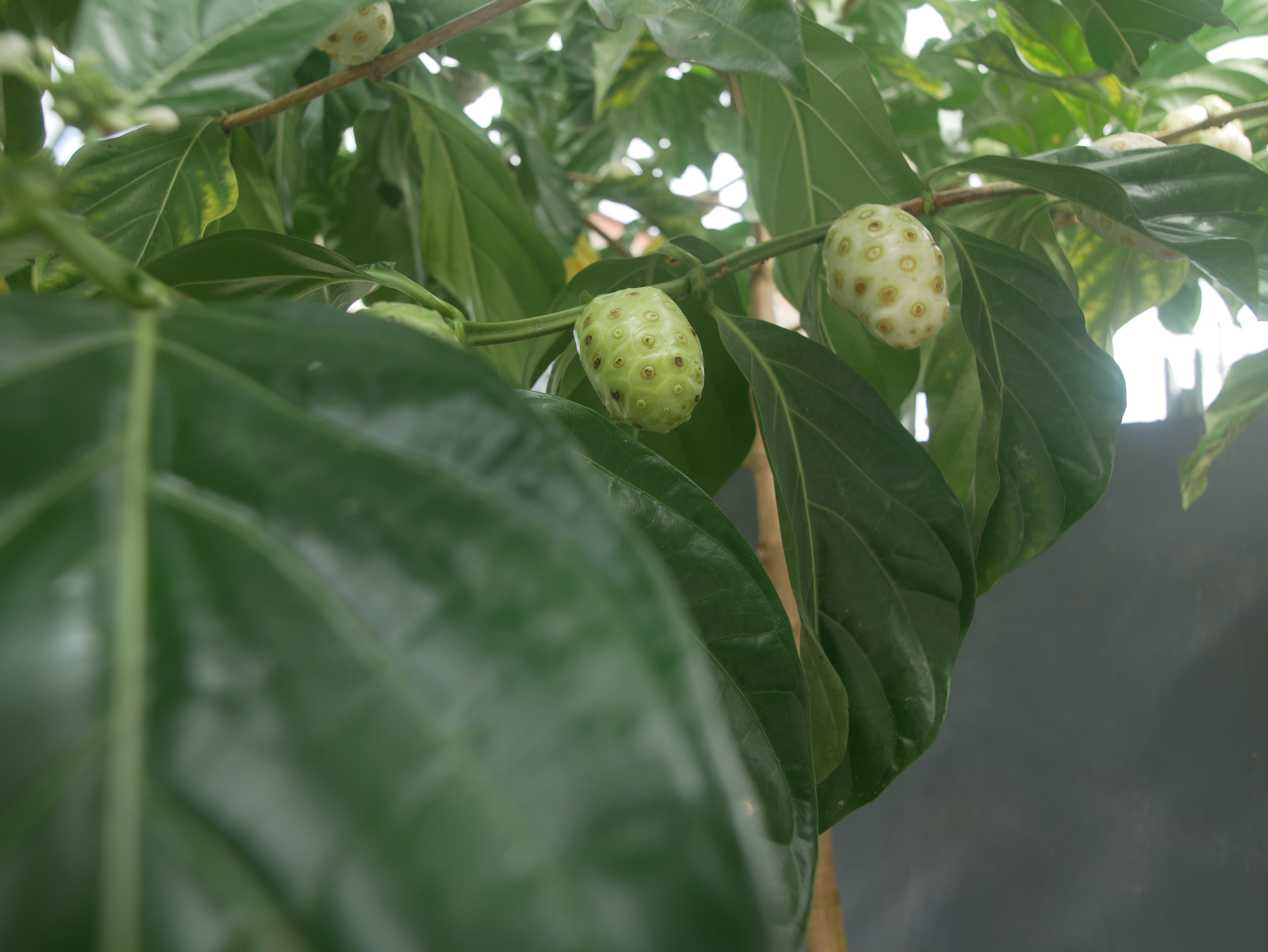 Buah mengkudu