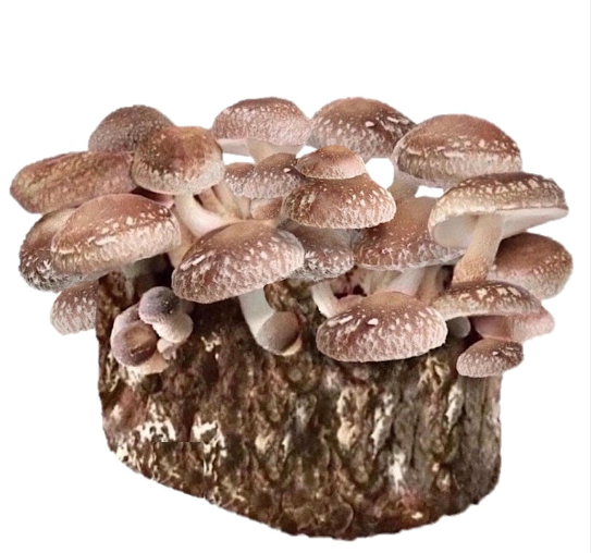 Shitake