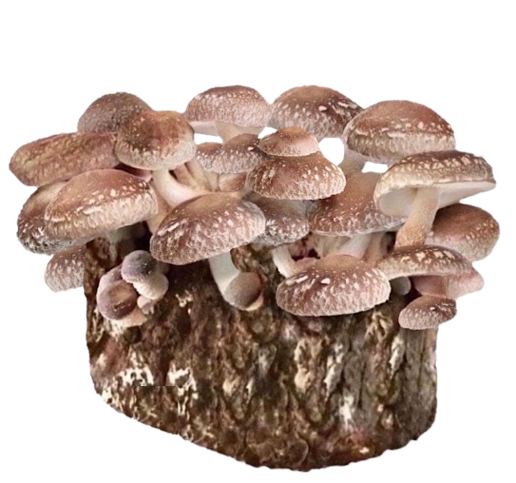 Shitake growkit