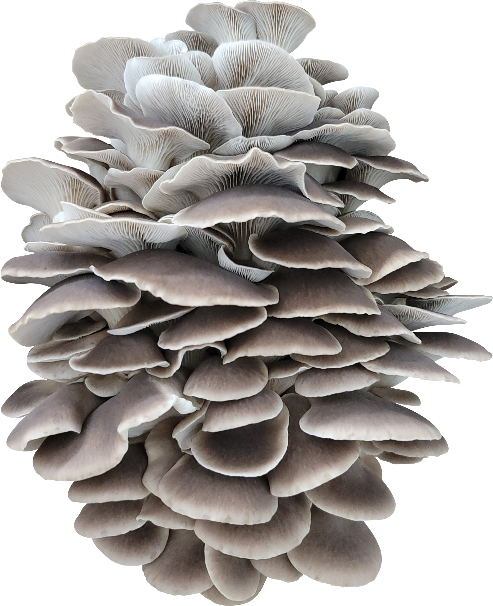 Grijze oesterzwam growkit