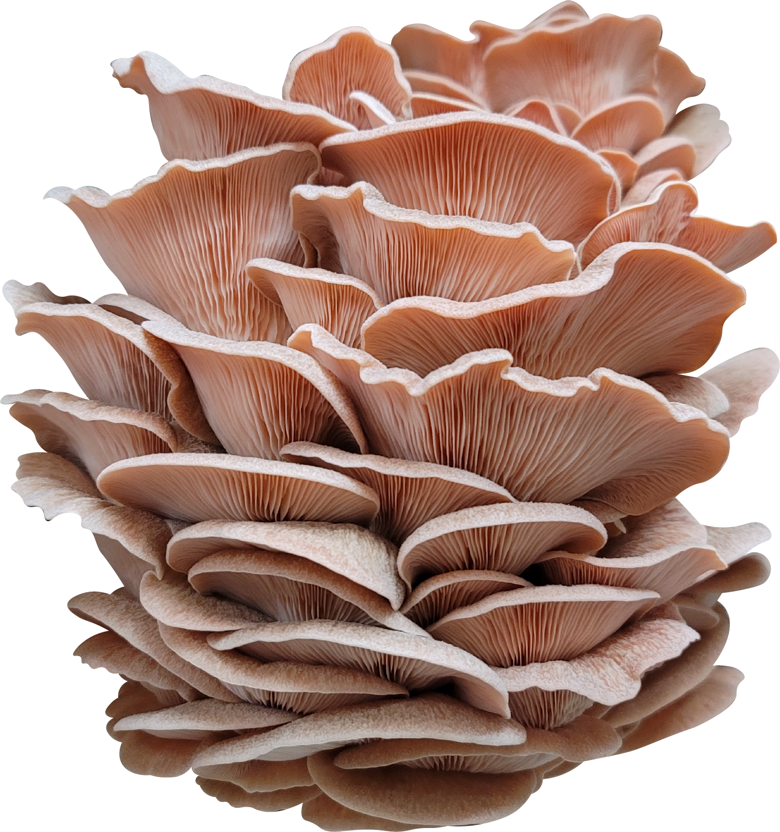 Roze oesterzwam growkit