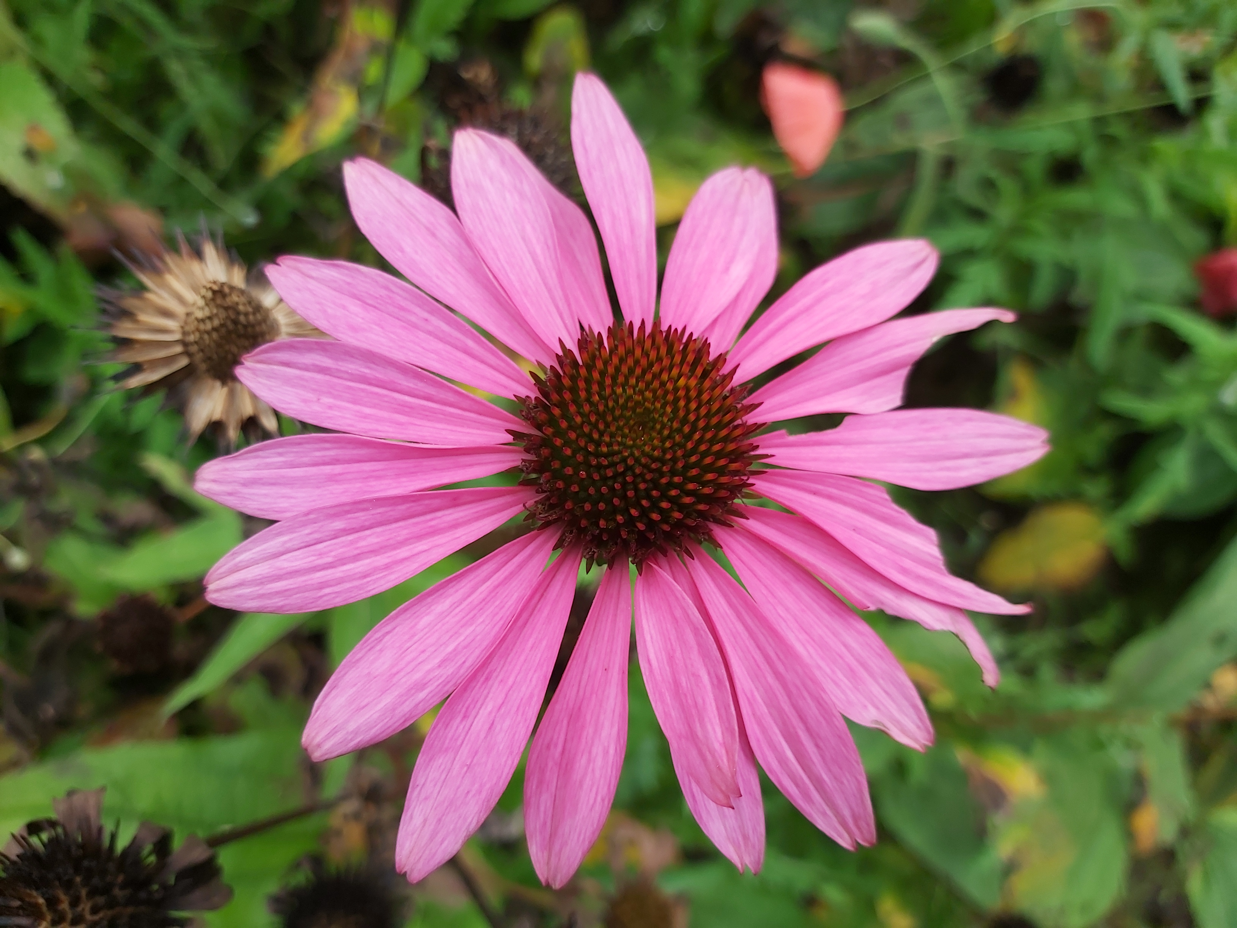 Echinacea syrup 