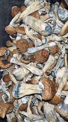 Blue Meanies Mushrooms