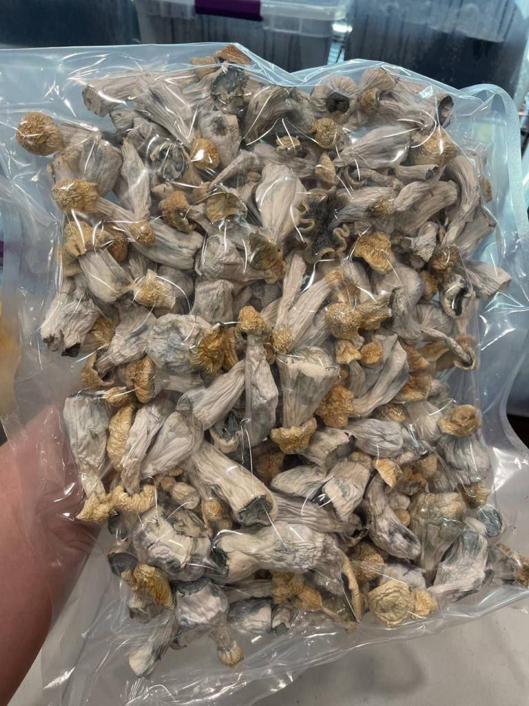 Albino Penis Envy Mushrooms