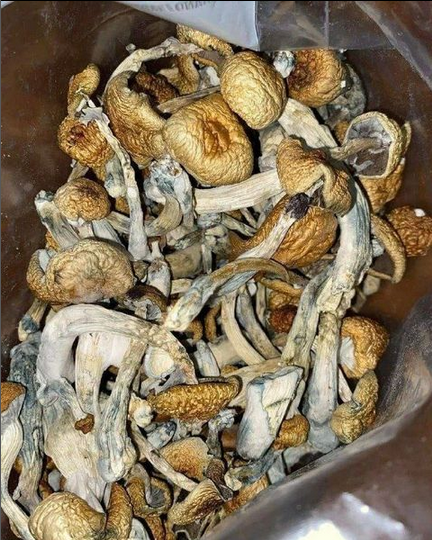 Golden Teacher Mushrooms