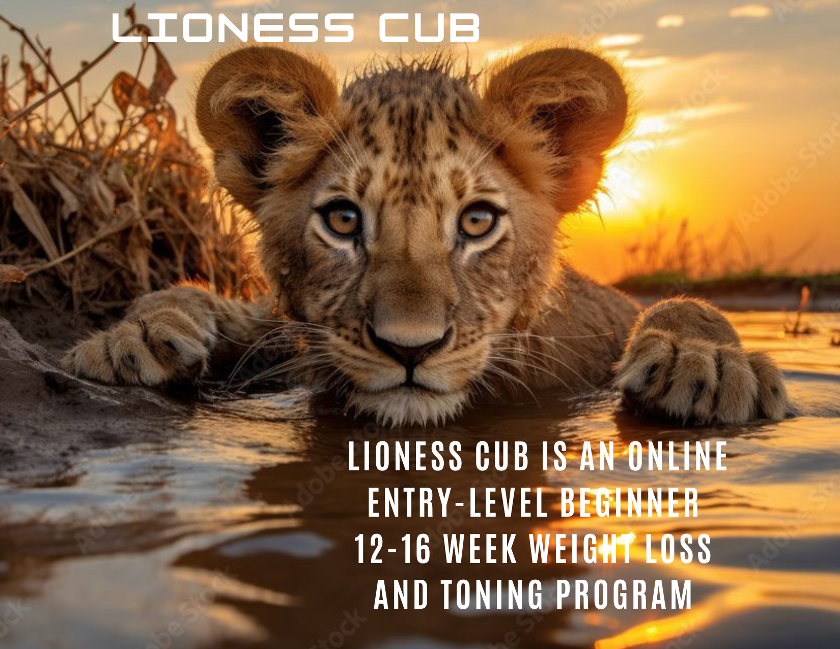 Lioness cub is an online entry-level beginner 12-16 week weight loss and toning program