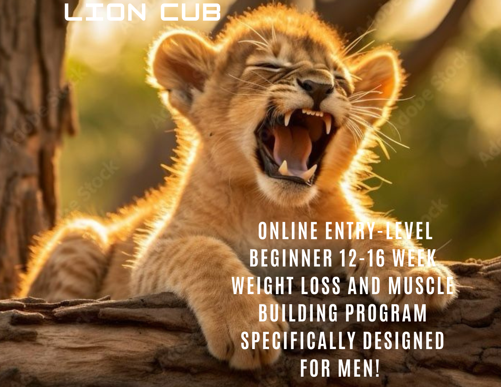 Lion cub is an online entry-level beginner 12-16 week weight loss and muscle building program specifically designed for men
