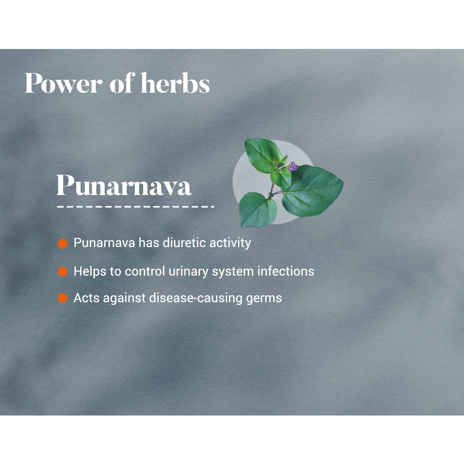 Punarnava