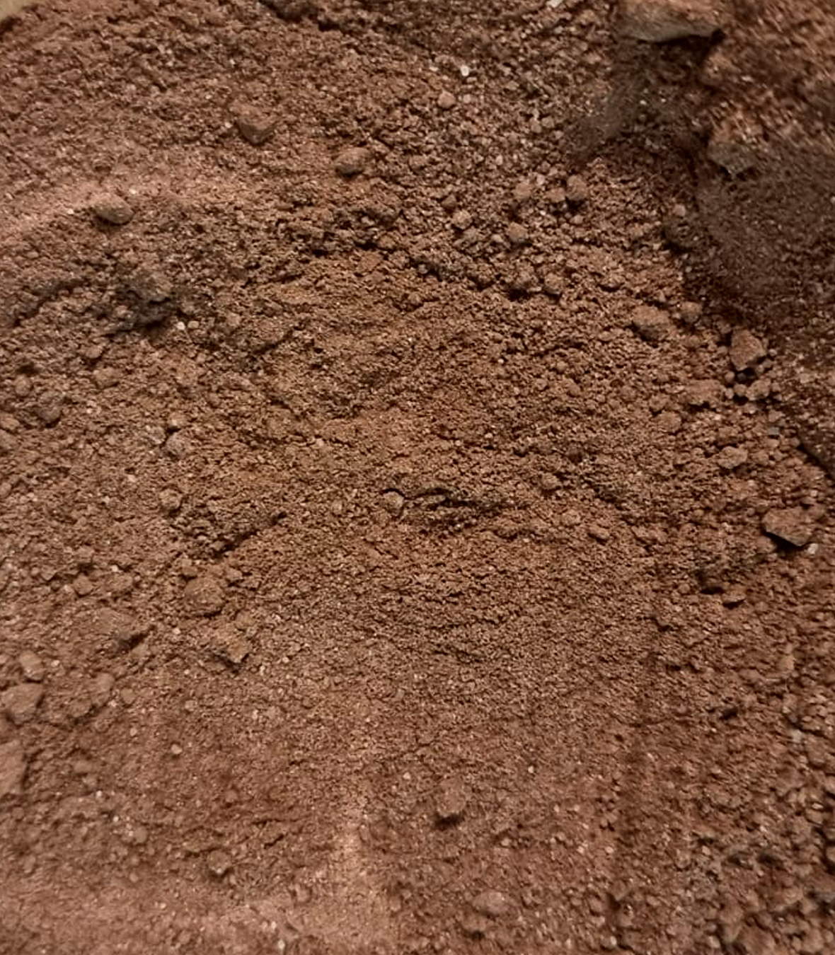 Cacao Dieux d’Amazonie