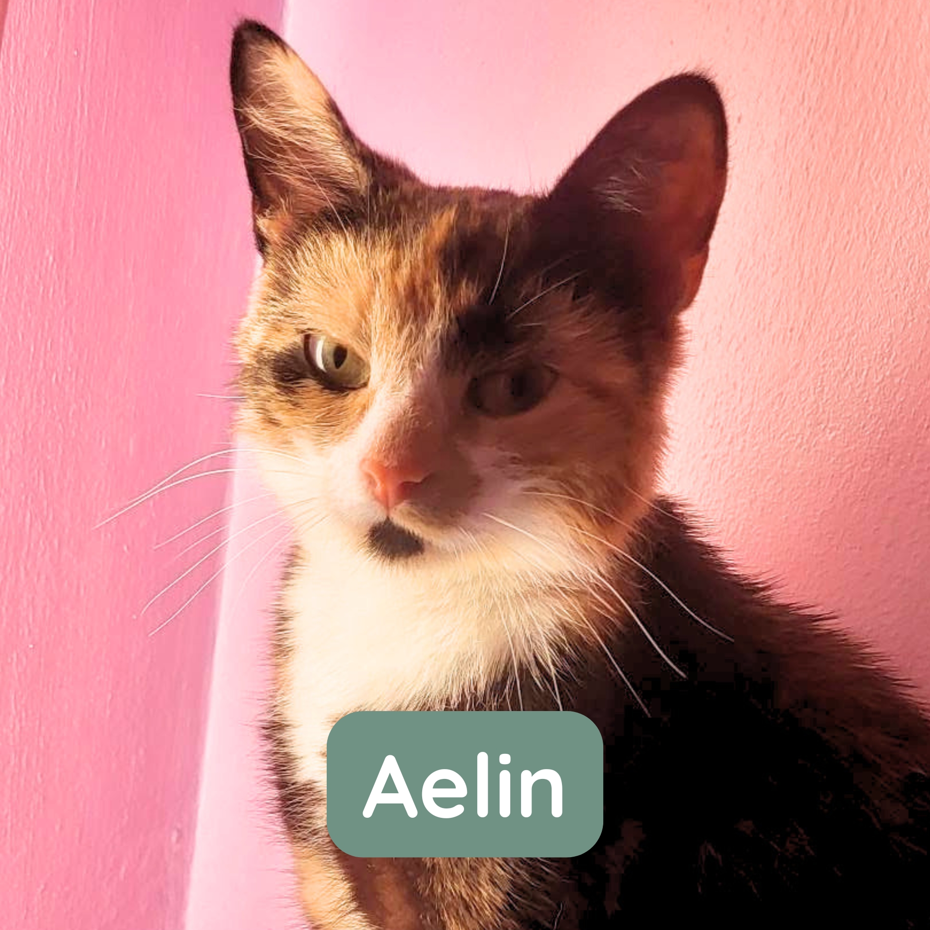 Aelin