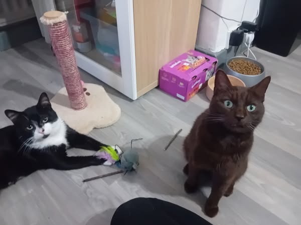 Socks & Pepper 🧦