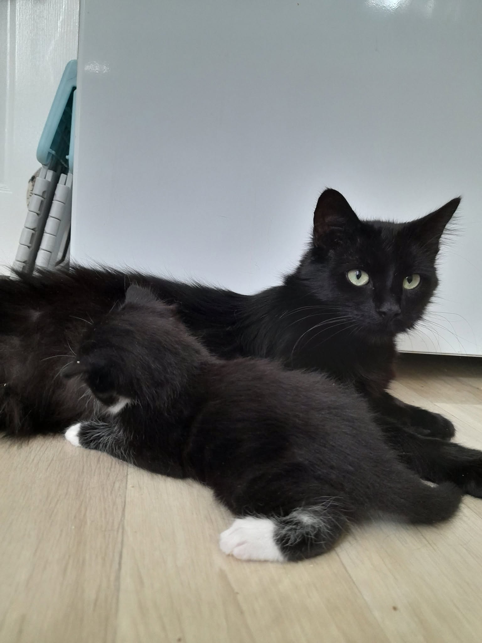 Rumi & Mosa