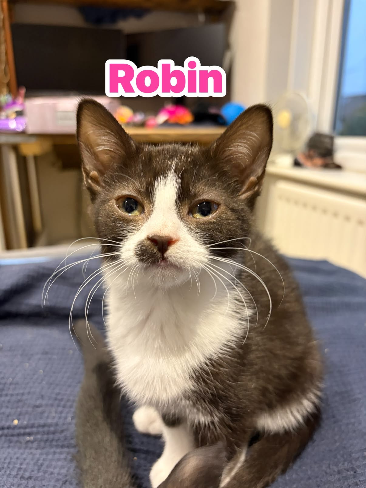 Robin, Roo & Tigger