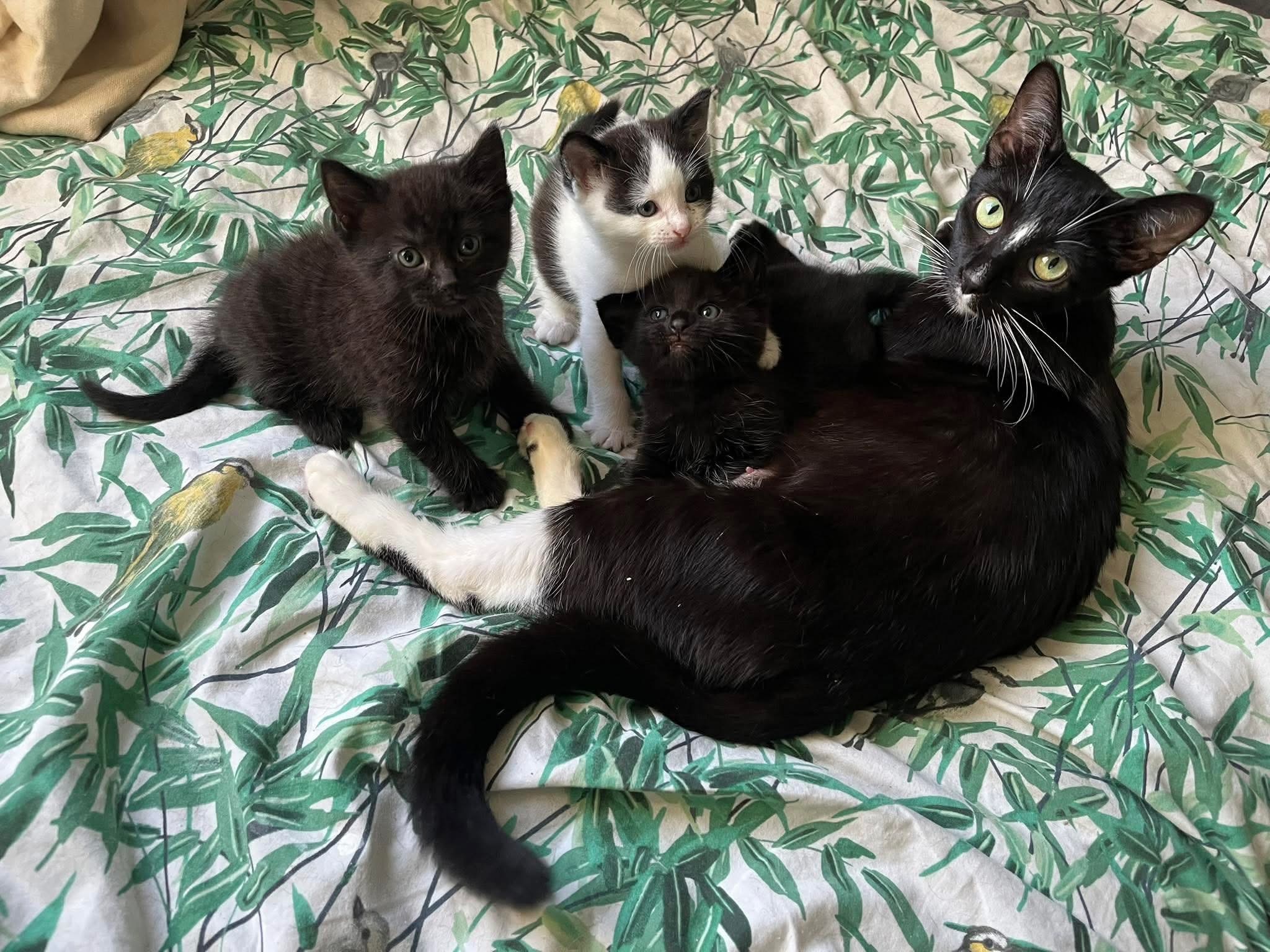 Dustin, Lucas & Maxine