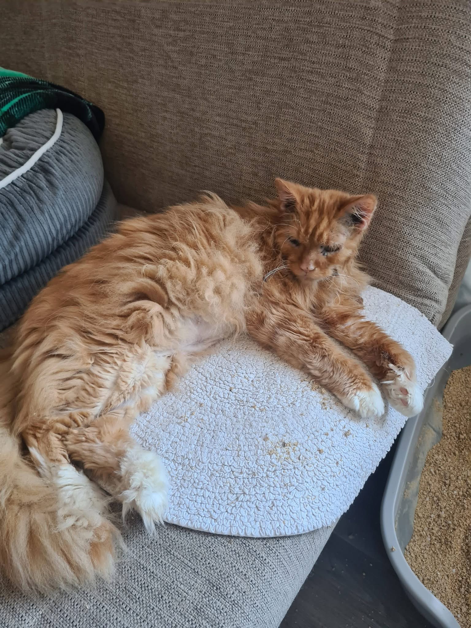 Marmalade & Dizzy