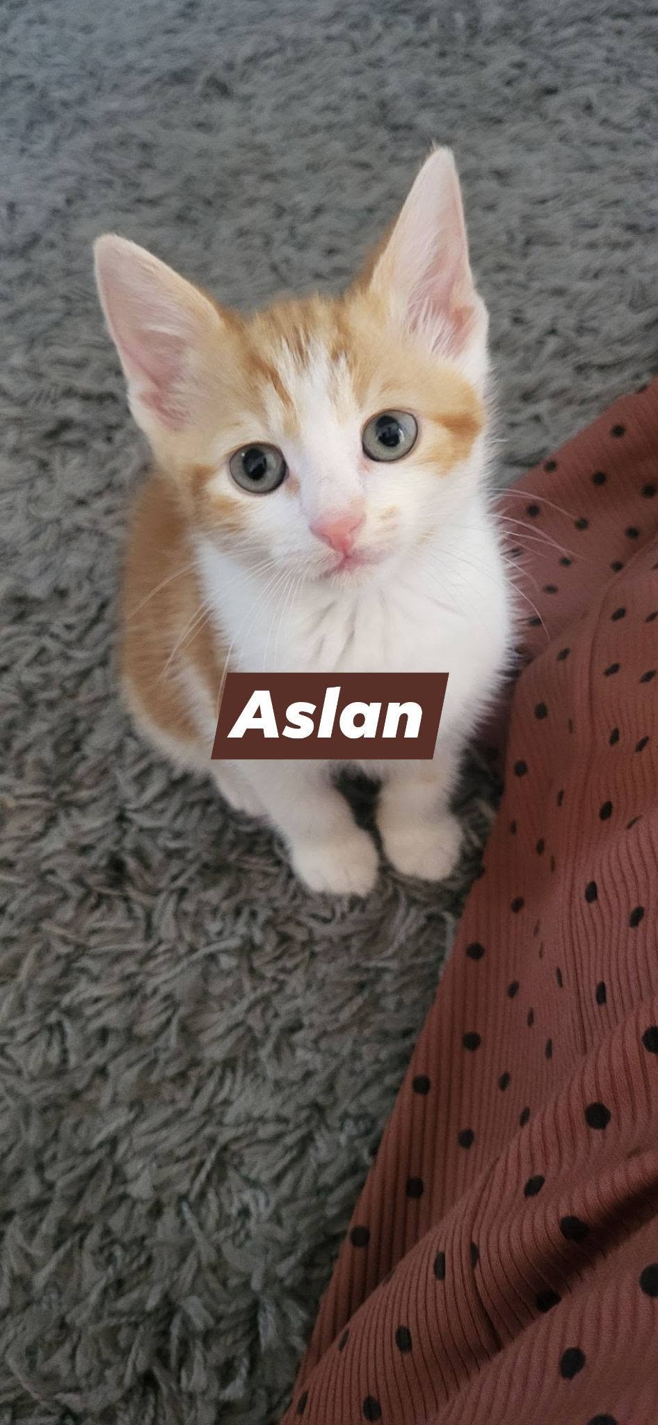 Archie & Aslan